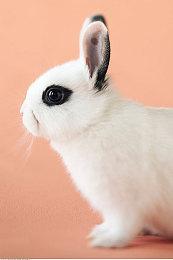 《十字军之王3：出巡与锦标赛》Steam特别好评